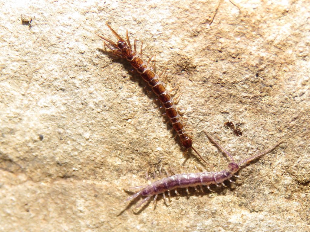 Lithobius forficatus? both?